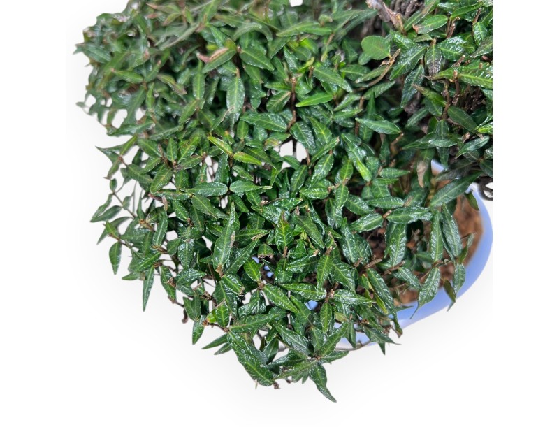 Trachelospermum bonsai 24 cm | Ovaal lichtblauw pot