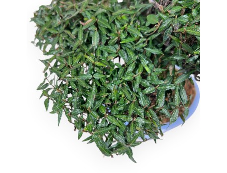 Trachelospermum bonsai, 24 cm | Light blue oval pot