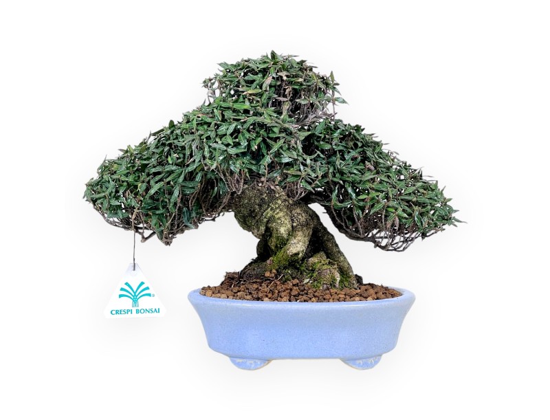 Bonsai di Trachelospermum da 24 cm | Vaso ovale azzurro