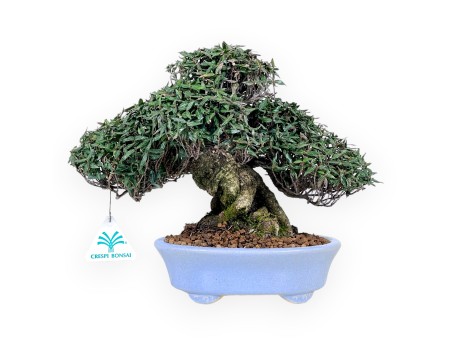 Trachelospermum bonsai de 24 cm | Maceta oval azul claro