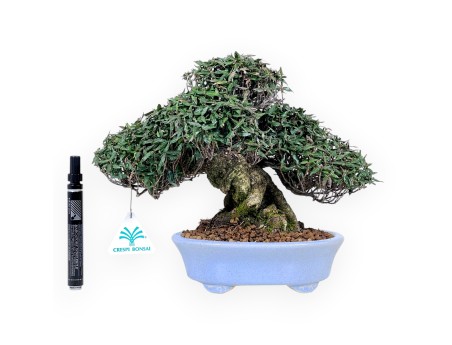 Trachelospermum bonsai, 24 cm | Light blue oval pot