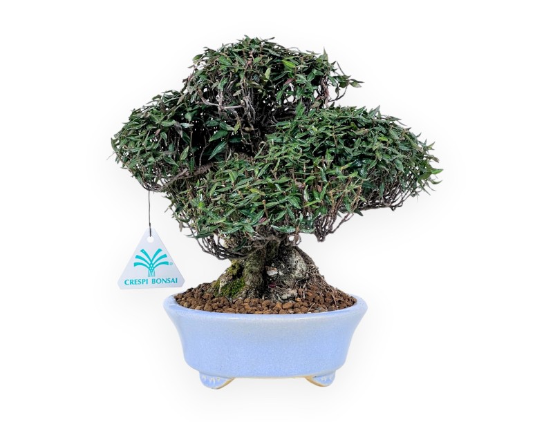 Trachelospermum bonsai de 24 cm | Maceta oval azul claro