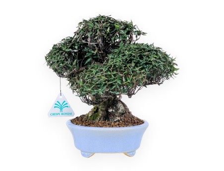 Trachelospermum bonsai 24 cm | Ovaal lichtblauw pot