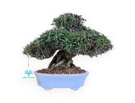 Trachelospermum Bonsai von 24 cm | Oval hellblau Topf
