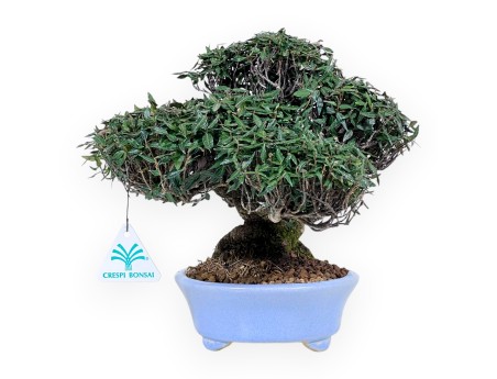 Bonsai di Trachelospermum da 24 cm | Vaso ovale azzurro