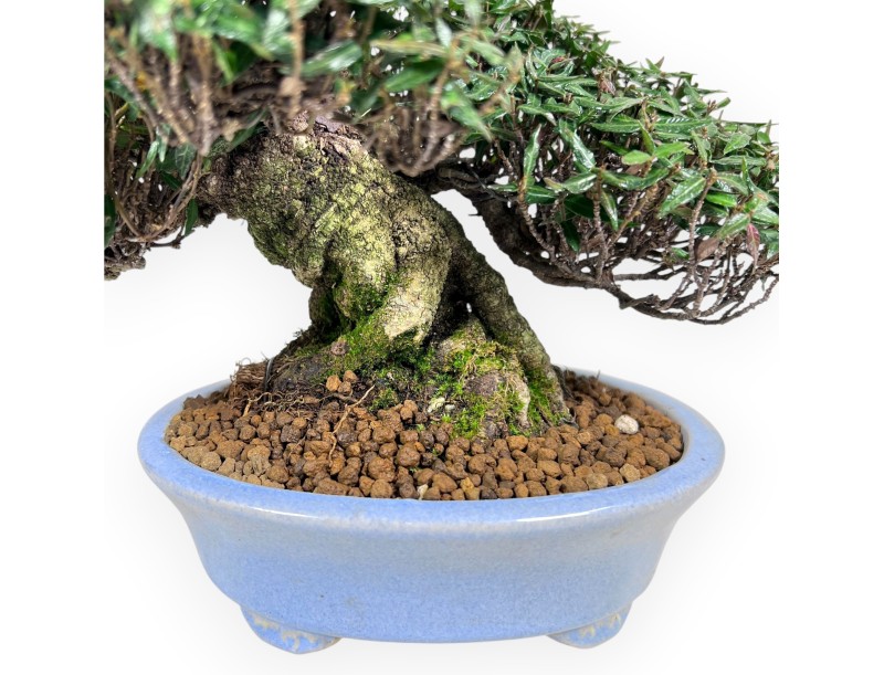 Trachelospermum Bonsai von 24 cm | Oval hellblau Topf