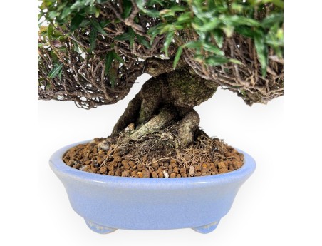 Trachelospermum bonsai de 24 cm | Pot ovale bleu clair