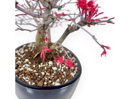 Bonsai di acero da 27 cm | Vaso ovale blu