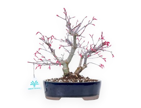 Bonsái de arce de 27 cm | Maceta oval azul