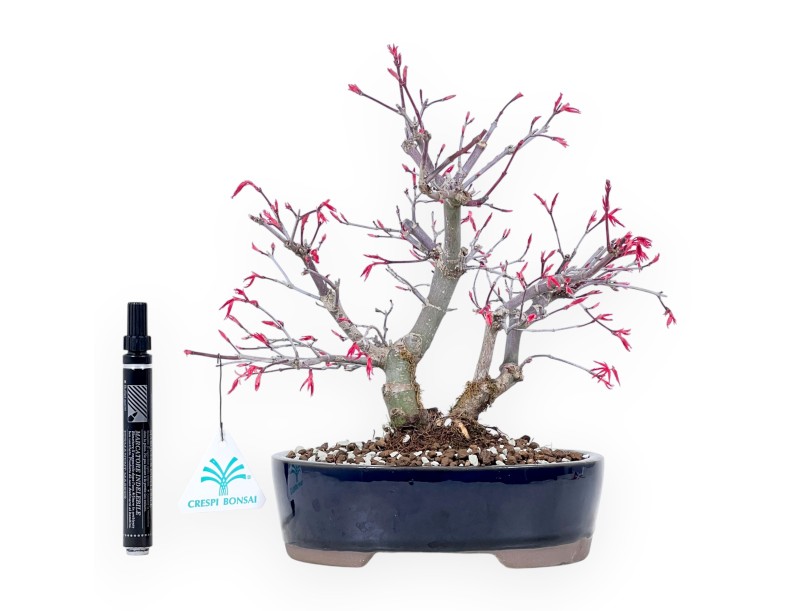 Maple bonsai 27 cm | Blue oval pot