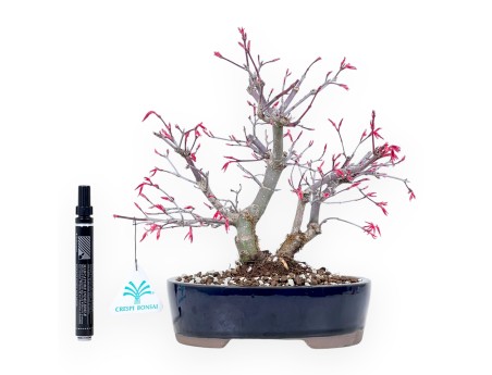 Esdoorn bonsai van 27 cm | Ovaal blauw pot