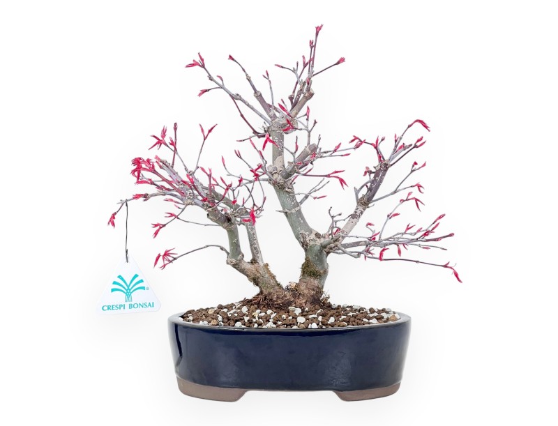 Bonsaï de Érable de 27 cm | Pot ovale bleu