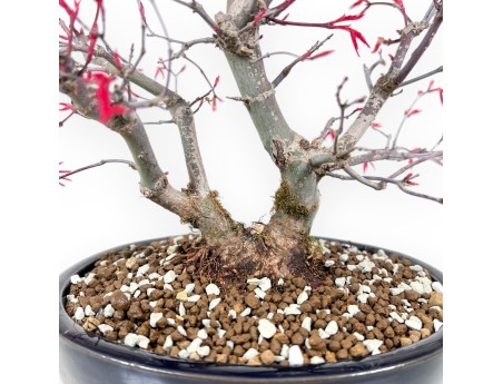 Bonsai di acero da 27 cm | Vaso ovale blu