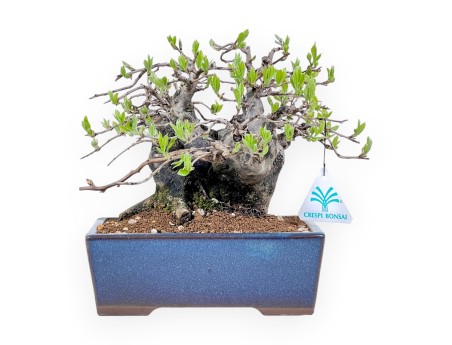 Diospyros kaki bonsai de 22 cm | Maceta rectangular azul
