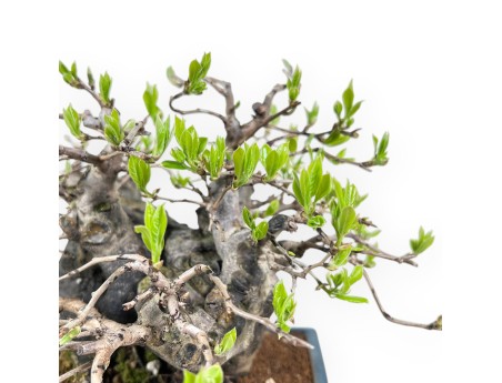Diospyros kaki bonsai van 22 cm | Rechthoekig blauw pot