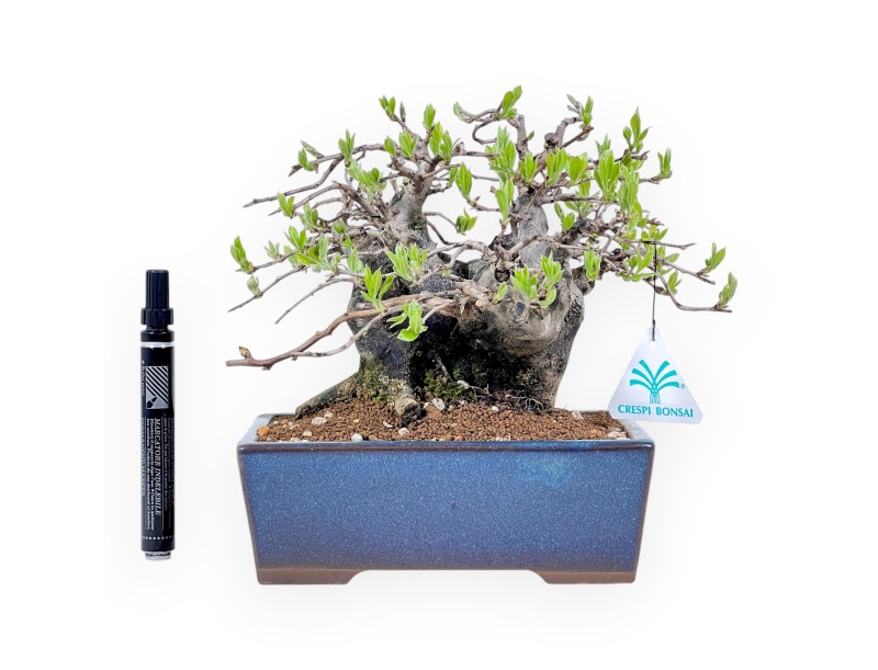 Diospyros kaki bonsai de 22 cm | Pot rectangulaire bleu