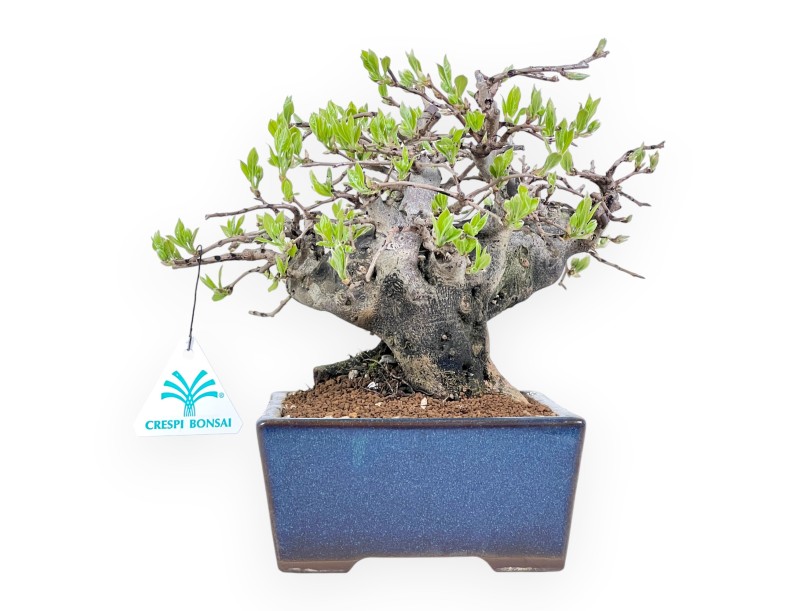 Diospyros kaki bonsai van 22 cm | Rechthoekig blauw pot