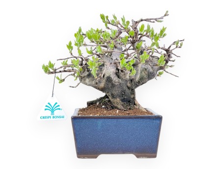 Diospyros kaki bonsai de 22 cm | Pot rectangulaire bleu
