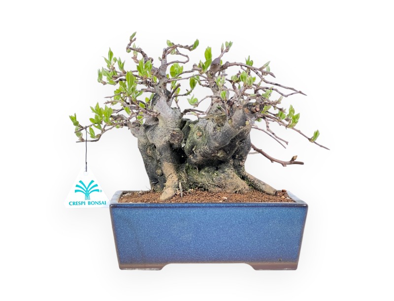 Diospyros kaki bonsai de 22 cm | Maceta rectangular azul