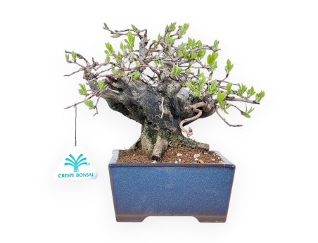 Diospyros kaki bonsai de 22 cm | Pot rectangulaire bleu