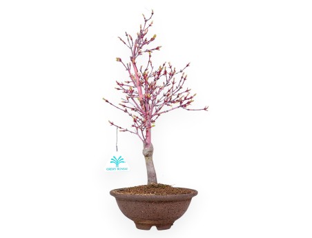 Bonzaï érable 40 cm | Pot rond en grès