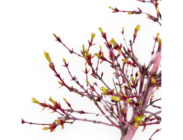 Ahorn Bonsai von 40 cm | Runder Steingut Topf 2