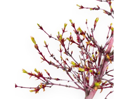 Bonsai di acero da 40 cm | Vaso tondo in grés