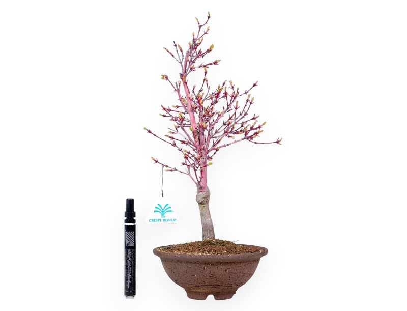 Ahorn Bonsai von 40 cm | Runder Steingut Topf
