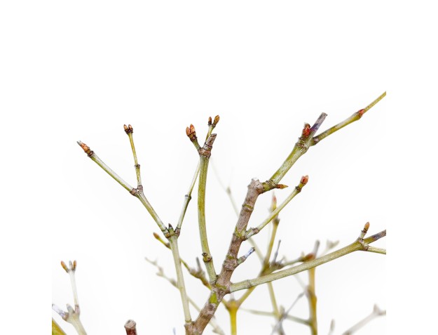 Erable palm. Aoyagi bonsai de 41 cm | Pot rond en grès 2