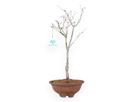 Ahorn palm. Aoyagi Bonsai von 41 cm | Runder Steingut Topf