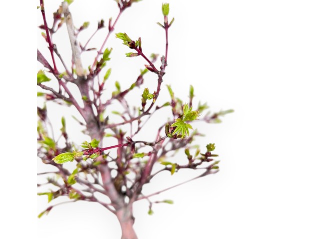 Maple bonsai of 39 cm | Round stoneware pot 2