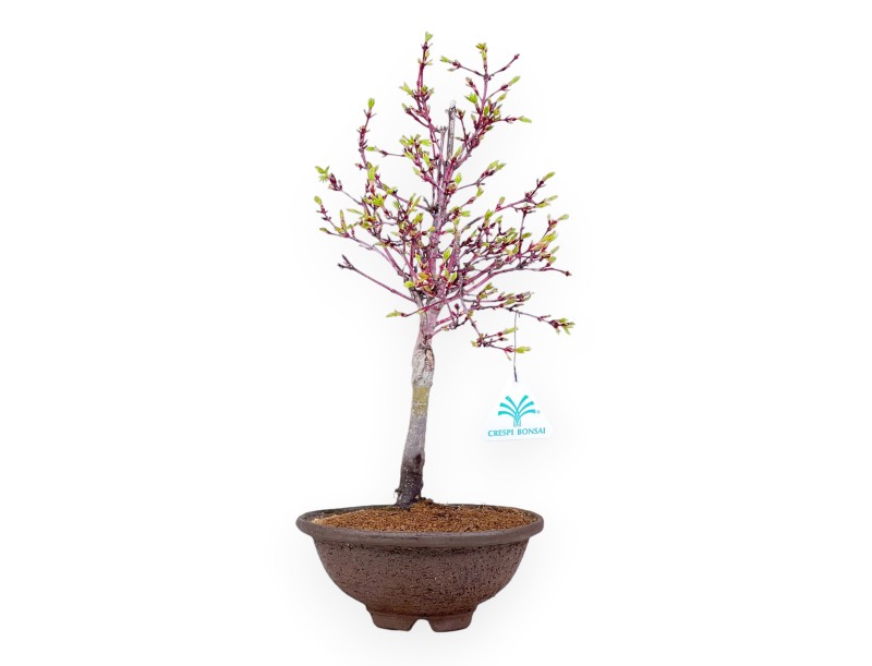 Ahorn Bonsai von 39 cm | Runder Steingut Topf