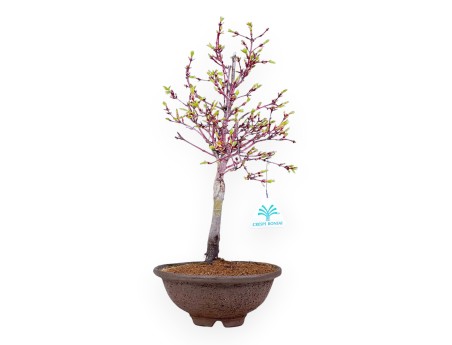 Ahorn Bonsai von 39 cm | Runder Steingut Topf