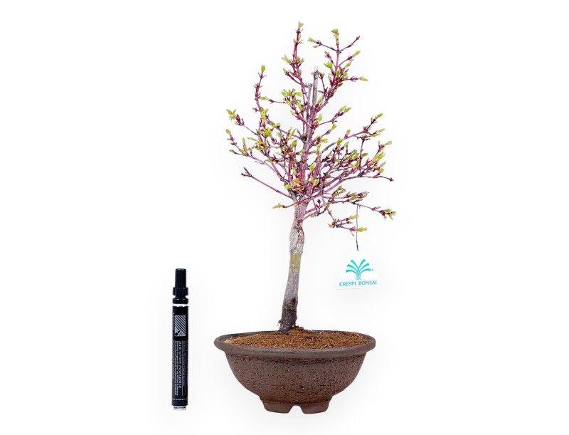 Maple bonsai of 39 cm | Round stoneware pot