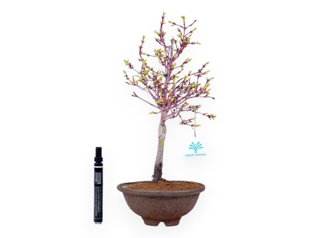 Ahorn Bonsai von 39 cm | Runder Steingut Topf