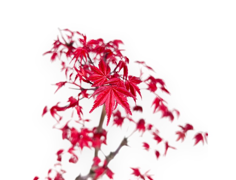 Bonsai di acero da 38 cm | Vaso a nuvola crema