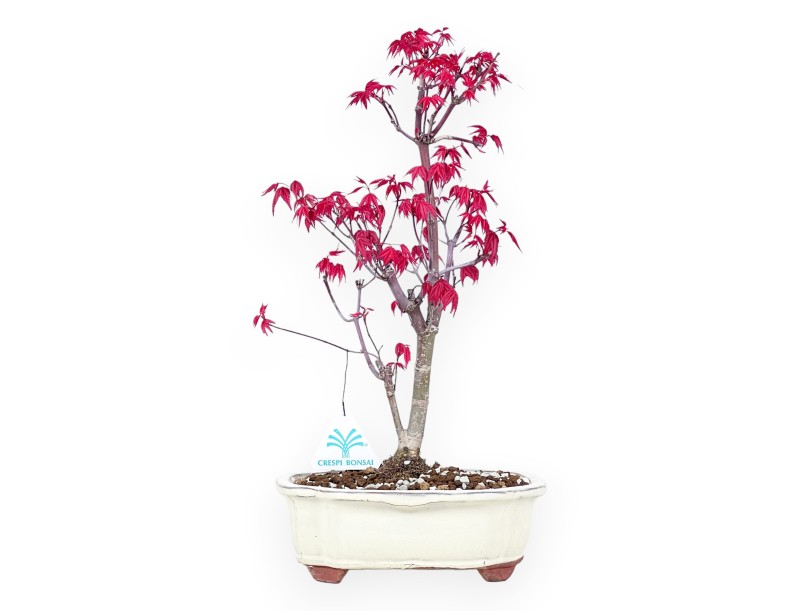 Bonsai di acero da 38 cm | Vaso a nuvola crema