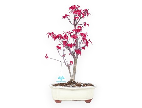 Ahorne Bonsai von 38 cm | Wolke creme Topf