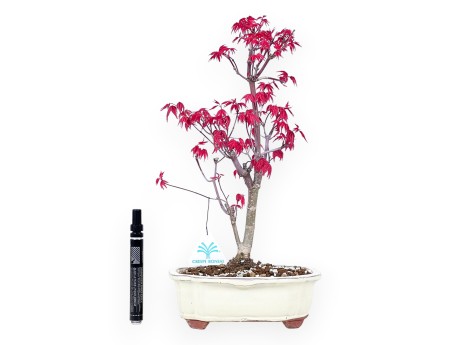 Bonsai di acero da 38 cm | Vaso a nuvola crema