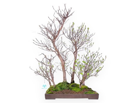 Bonsai di Stewartia da 61 cm | Vaso rettangolare in grés