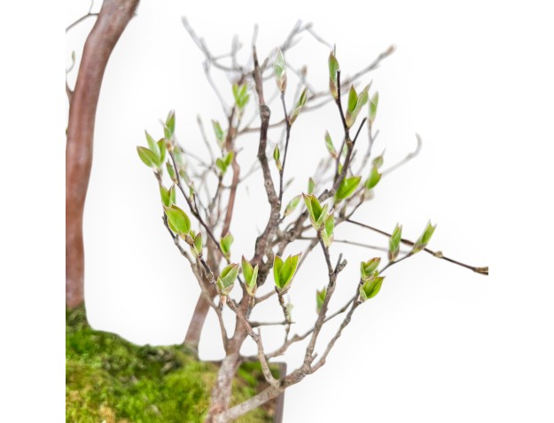 Bonsai di Stewartia da 61 cm | Vaso rettangolare in grés 2