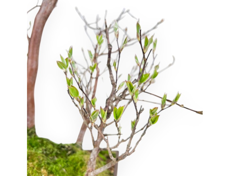 Bonsai di Stewartia da 61 cm | Vaso rettangolare in grés