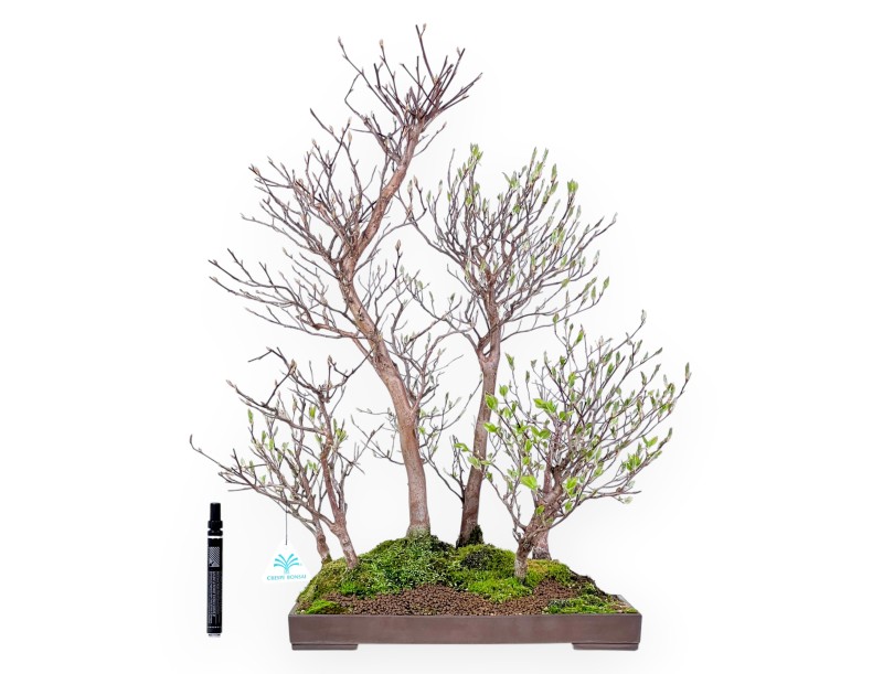 Bonsai di Stewartia da 61 cm | Vaso rettangolare in grés