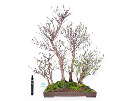 Bonsai di Stewartia da 61 cm | Vaso rettangolare in grés