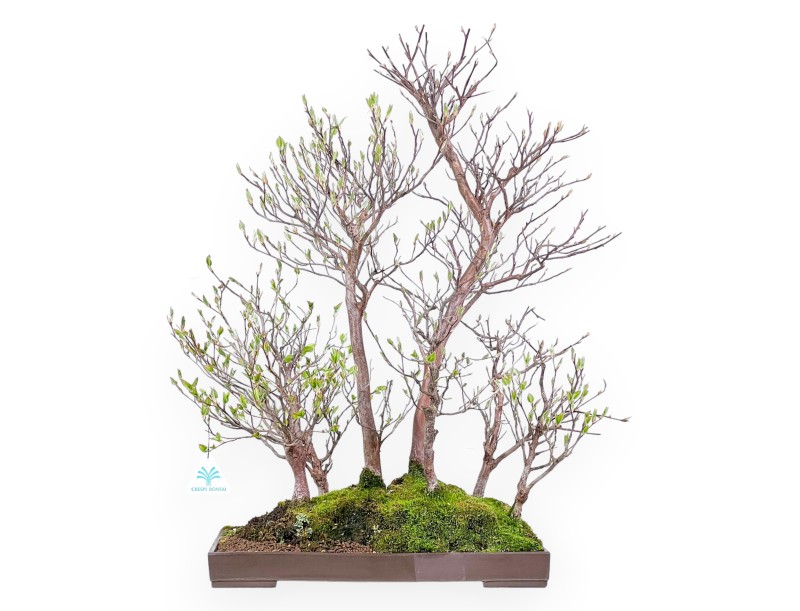 Bonsai di Stewartia da 61 cm | Vaso rettangolare in grés