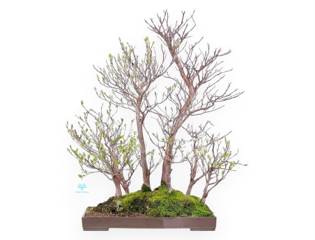 Bonsai di Stewartia da 61 cm | Vaso rettangolare in grés