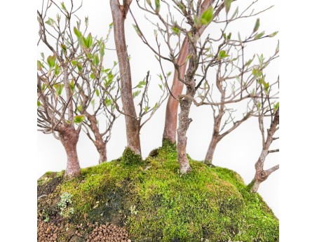 Bonsai di Stewartia da 61 cm | Vaso rettangolare in grés