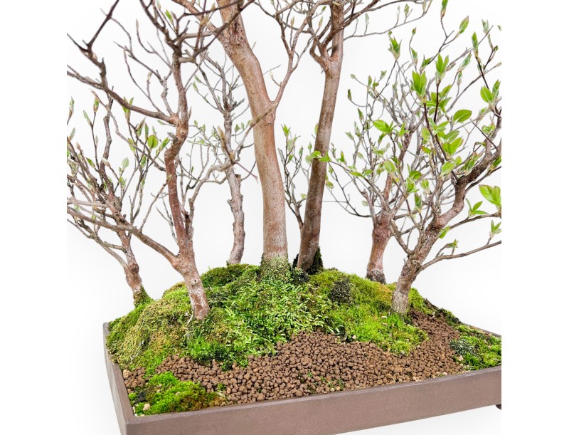 Bonsai di Stewartia da 61 cm | Vaso rettangolare in grés