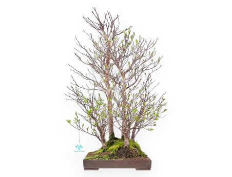 Bonsai di Stewartia da 61 cm | Vaso rettangolare in grés