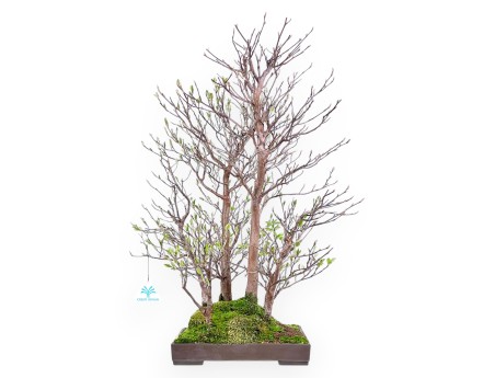 Bonsai di Stewartia da 61 cm | Vaso rettangolare in grés